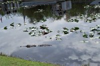 553 - Everglades - Alligator