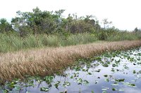 556 - Everglades.jpg