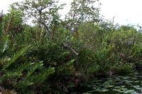 571 - Everglades