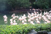638 - Seaworld - Flamingos 1.jpg