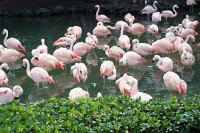 639 - Seaworld - Flamingos 2.jpg