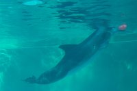 643 - Seaworld - Dolphin Cove
