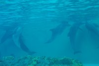 645 - Seaworld - Dolphin Cove .jpg