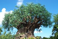 902 - Animal Kingdom - Tree of Life