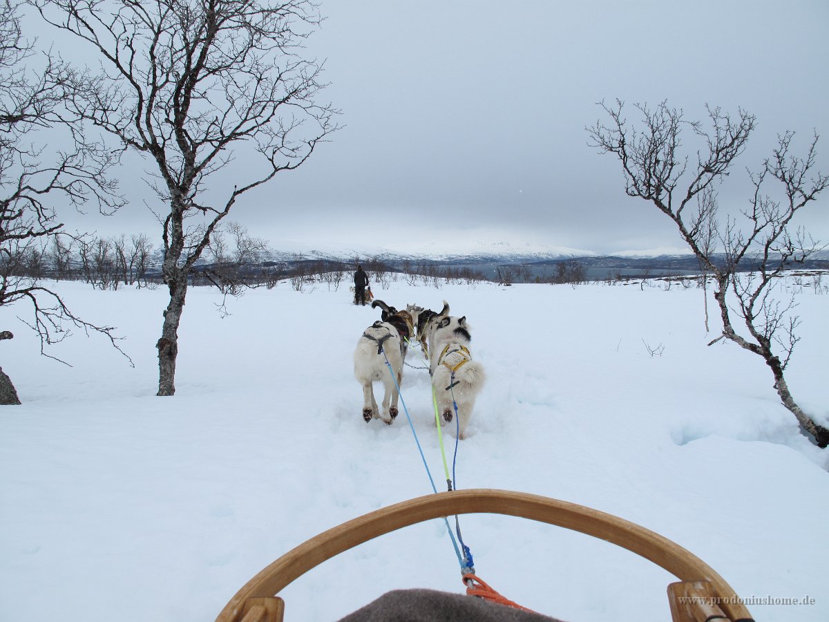 IMG 6078 - Tromsø - Schlittenhundfahrt