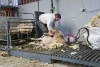 IMG 0525 - Kissane Sheep Farm