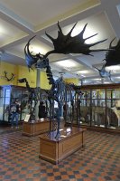 IMG 0845 - Dublin Museum - Irish Giant Deer