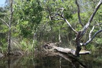 IMG_5417 - Noosa Everglades.JPG