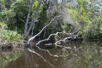 IMG_5418 - Noosa Everglades.JPG