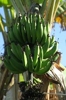 IMG_5630 - Bananenpflanze.JPG