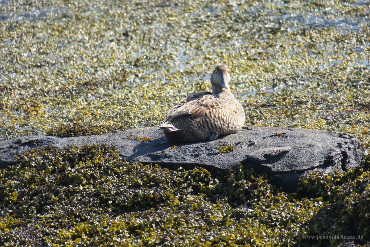 IMG 4906 1001
