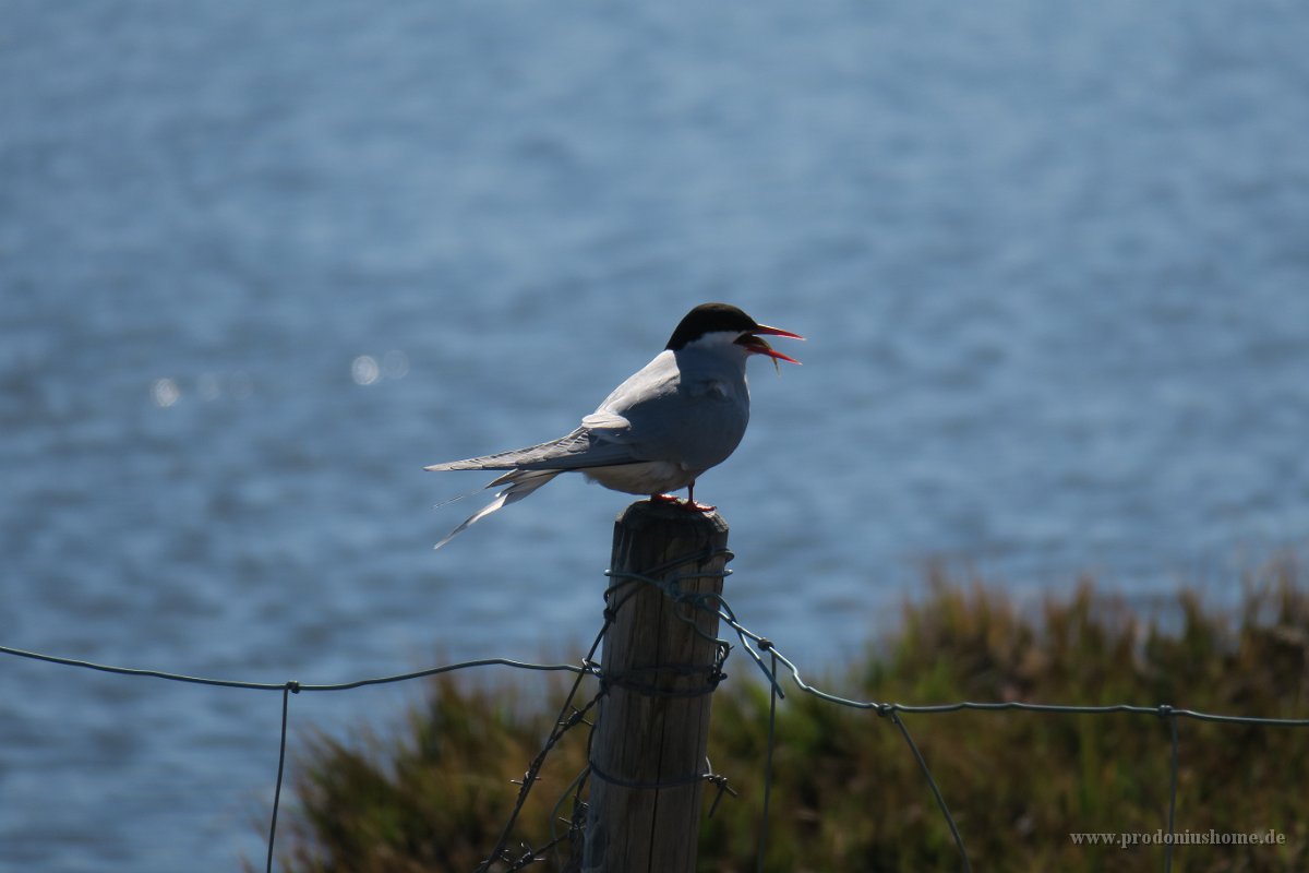 IMG 4963 1048