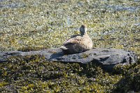 IMG 4906 1001