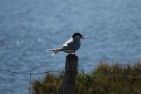 IMG 4963 1048