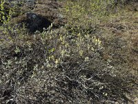 IMG 4966