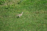 IMG 5209 1161