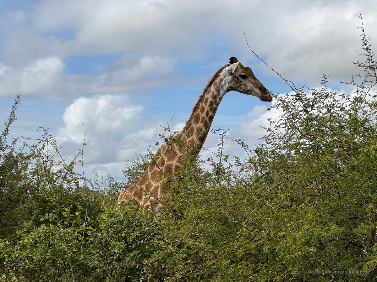 IMG 7871