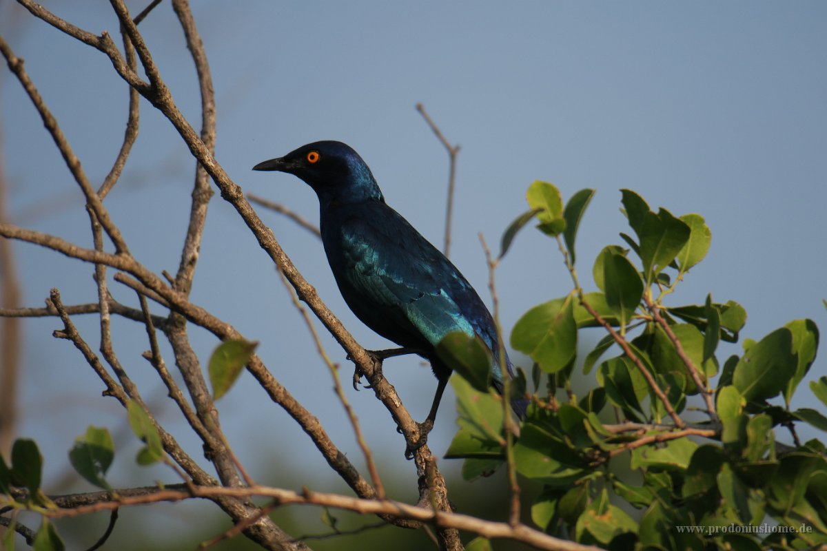IMG 7964 IMG 2274